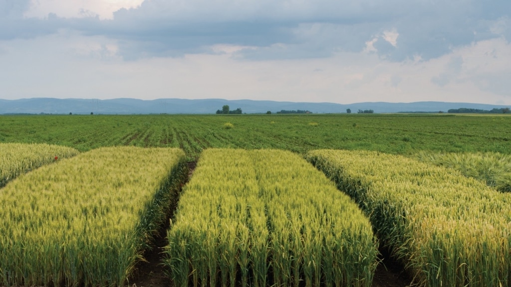 Hybrids Change Cereal Grain Economics