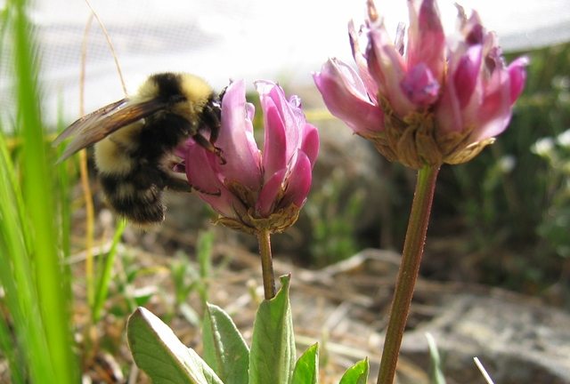 Bee Buzzes Could Help Determine How to Save their Decreasing Population