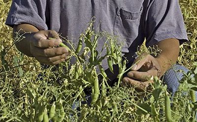The Push for Higher Protein, Starch in Peas