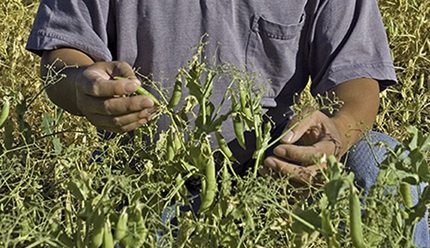 The Push for Higher Protein, Starch in Peas