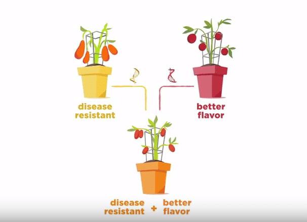 ASTA Launches Plant Breeding Animation Video