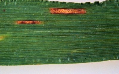 Optimizing Fungicide Applications on Wheat and Barley