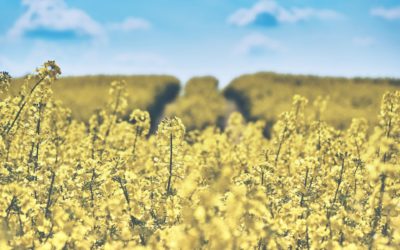 Resistance to Major Fungal Disease in Oilseed Crops Now Possible