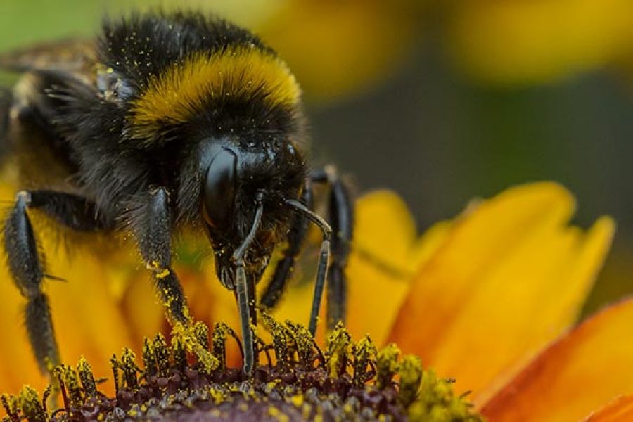 New publications encourage Canadian honey bee health