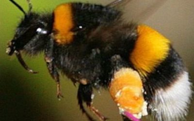 The tale of two neonicotinoid bumblebee studies