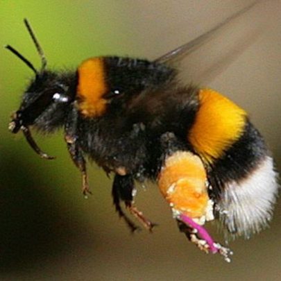 The tale of two neonicotinoid bumblebee studies