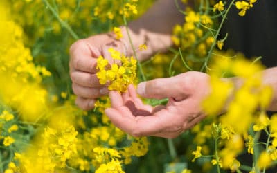 Canola Council Launches New Tool To Help Growers Optimize Combine Performance And Increase Yields
