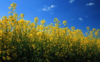 Canola seed: What traits do you need?