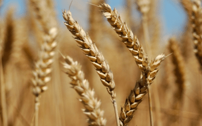 South Korea Resumes Wheat Trade with Canada
