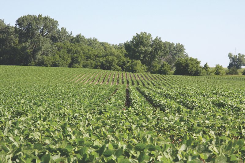 Large U.S. farm study finds no cancer link to Monsanto weedkiller