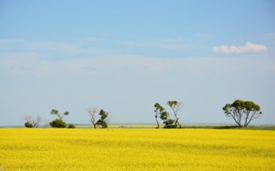 Canola still the king of the crops