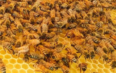 Correctly Used Neonics Do Not Adversely Affect Honeybee Colonies, New Research Finds