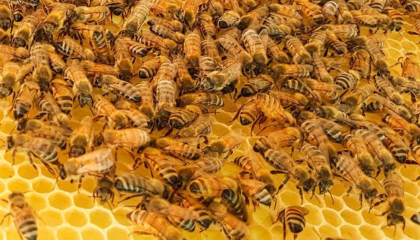 Correctly Used Neonics Do Not Adversely Affect Honeybee Colonies, New Research Finds