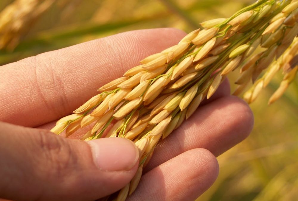Grain Farmers Need to be Prepared for August 1 Wheat Reclassification