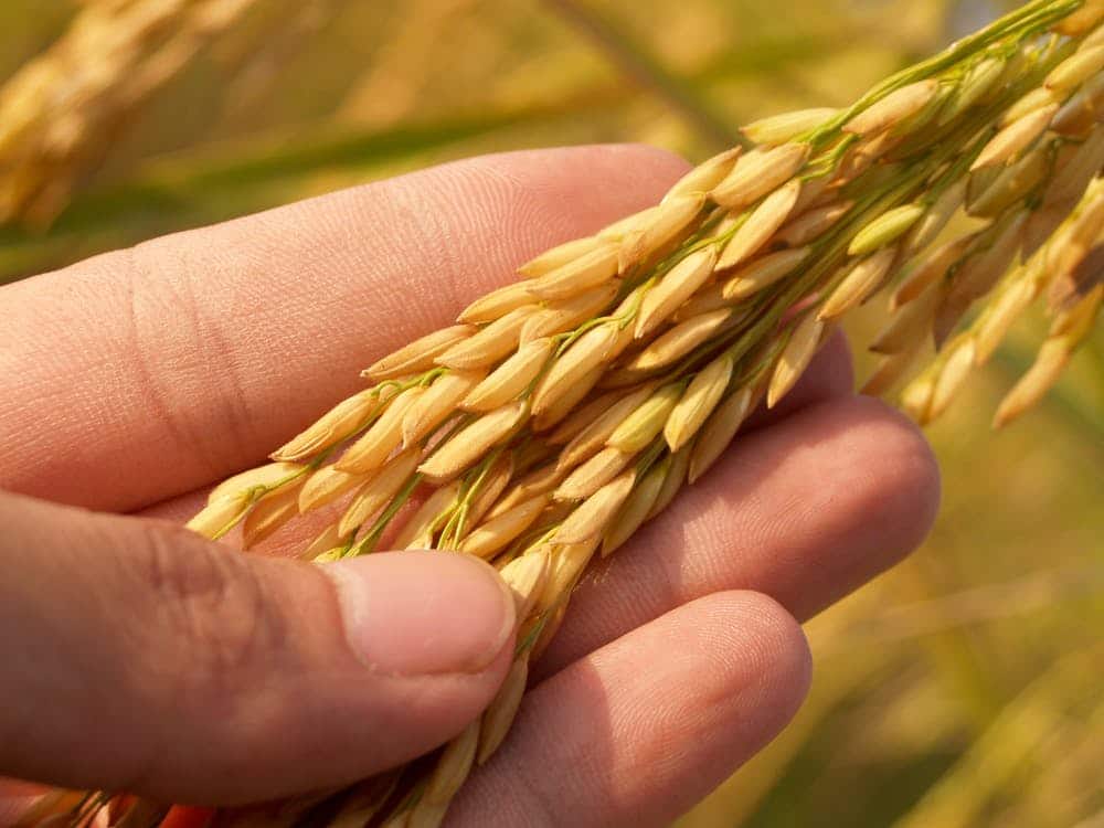 wheat in hand