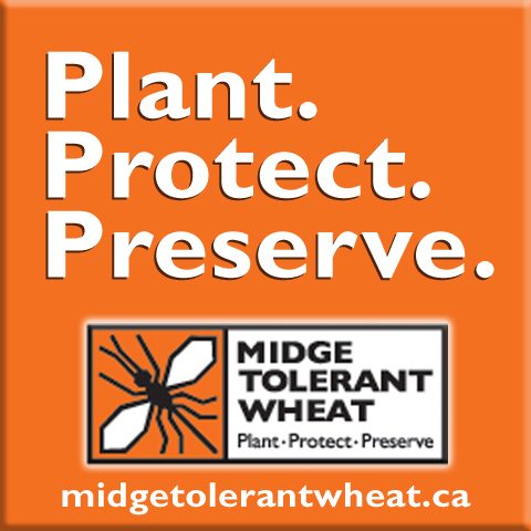 Midge Tolerant Wheat Stewardship Goes Online
