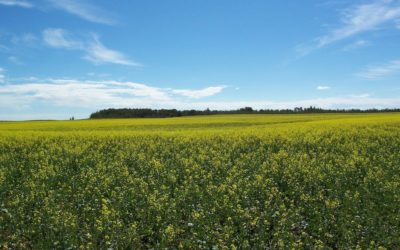 Blackleg and Clubroot in Canola