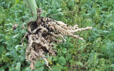 Sniffing Out Clubroot