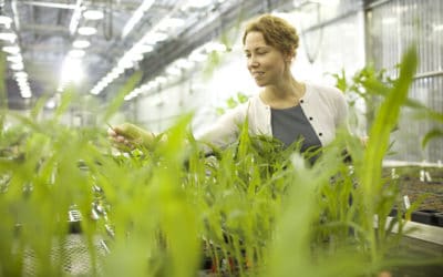 Uncovering a Genetic Mechanism to Enhance Yield Potential in Cereal Crops