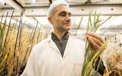 Speed breeding technique sows seeds of new green revolution