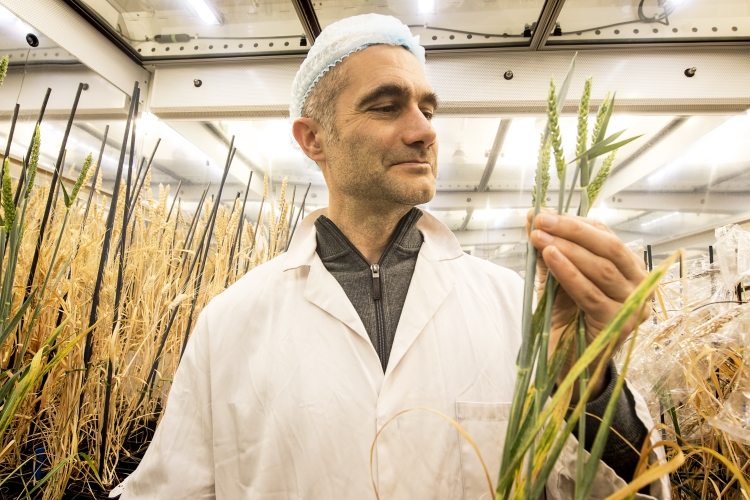 Speed breeding technique sows seeds of new green revolution