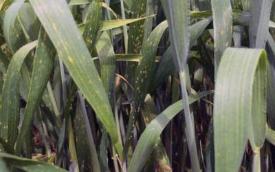 Combination of resistance genes offers better protection for wheat against powdery mildew