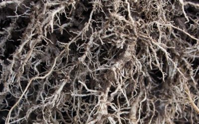 Root Microbiome Valuable Key to Plants Surviving Drought