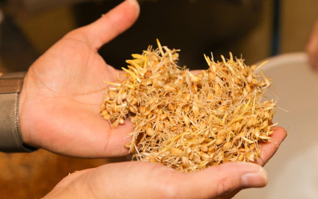 Will Pot Slow Demand for Barley Varieties?