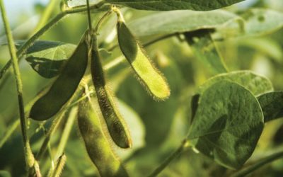 Riding the Western Soybean Wave