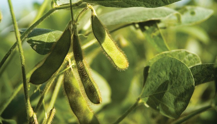Riding the Western Soybean Wave