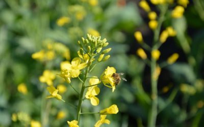 Europe to impose near-total ban on neonicotinoids
