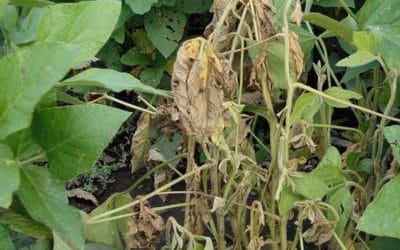New Lumisena fungicide seed treatment receives PMRA registration