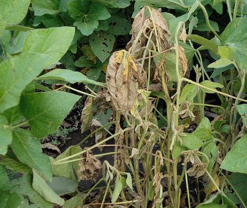 New Lumisena fungicide seed treatment receives PMRA registration