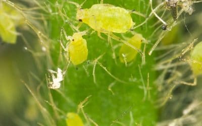 Lumiderm insecticide seed treatment now registered for soybeans