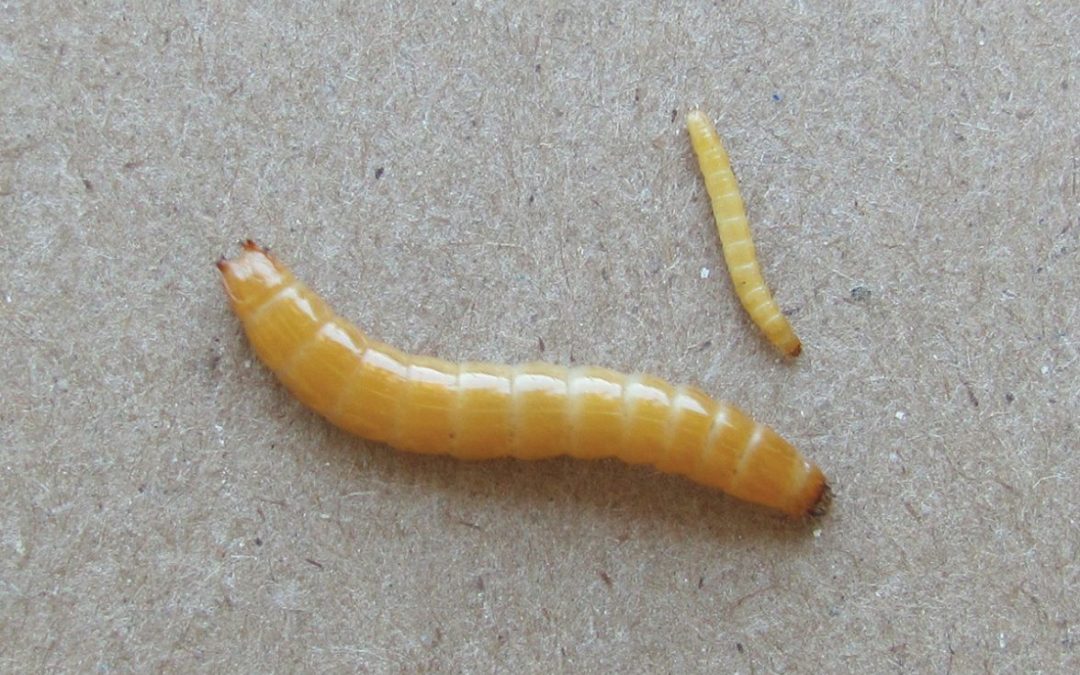 Wireworms – We’re Just Seeing the Tip of the Iceberg