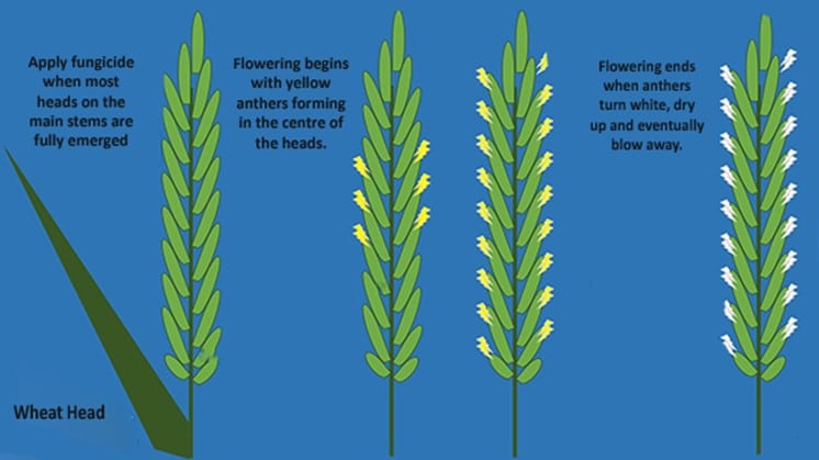 Fusarium Head Blight: Appropriate Fungicide Timing