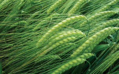 GM Wheat didn’t Make it into the Grain Supply