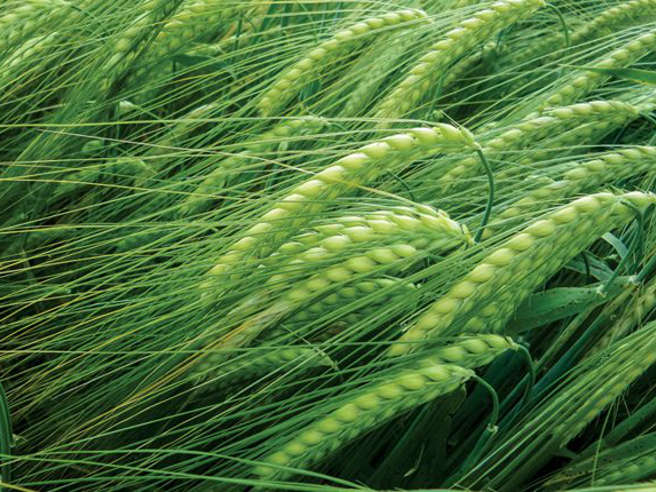 GM Wheat didn’t Make it into the Grain Supply