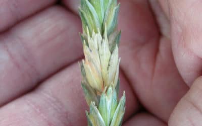 Scouting for Fusarium Head Blight Symptoms in a Developing Crop