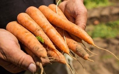BASF Closes Acquisition of Vegetable Seeds Business from Bayer