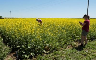 Is Intercropping the Future?