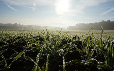 Frost and Nitrate Accumulation