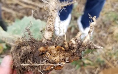Clubroot Identified in Rocky View County Southeast of Calgary
