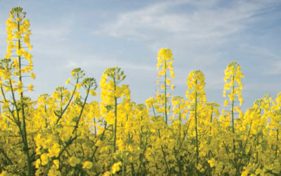 New Canola Genes Identified for Higher Yields