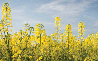 New Canola Genes Identified for Higher Yields