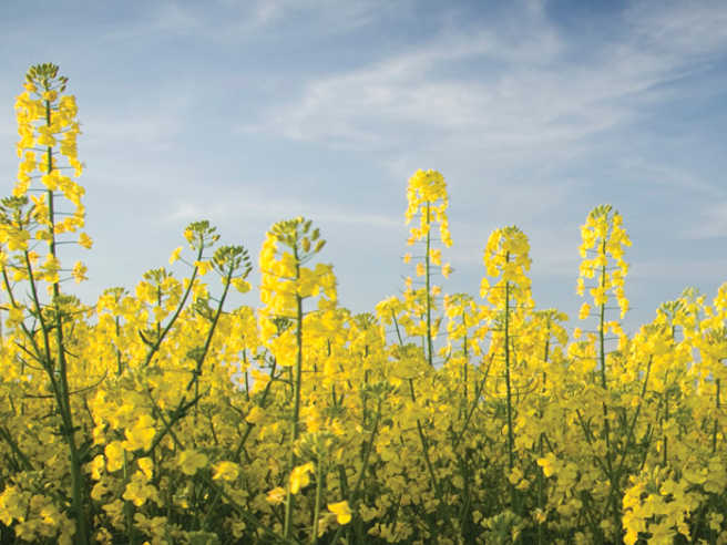 New Canola Genes Identified for Higher Yields