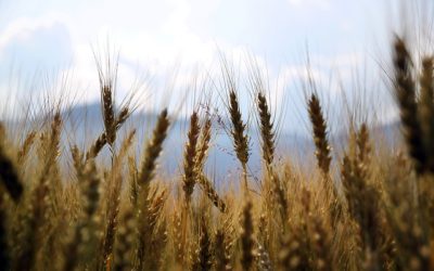 Wheat Research to Focus on Yield and Customer Needs