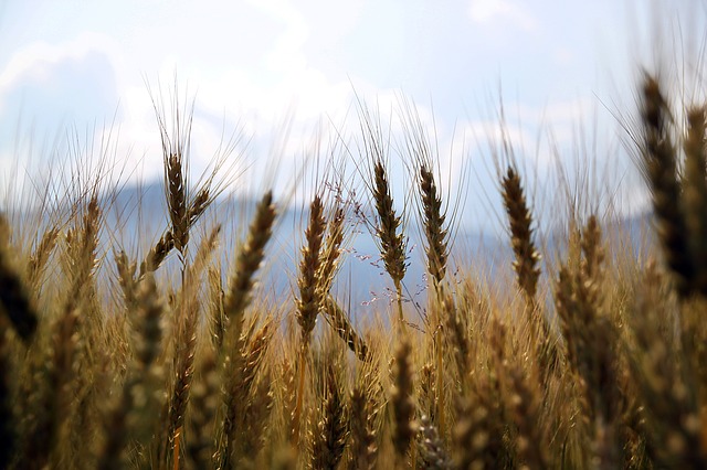 Wheat heads blow in the wind