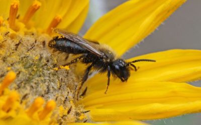 Use of Neonics in Seed Treatments is Safe: Health Canada