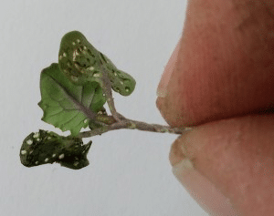 How to Get Ahead of Canola’s Top Pest